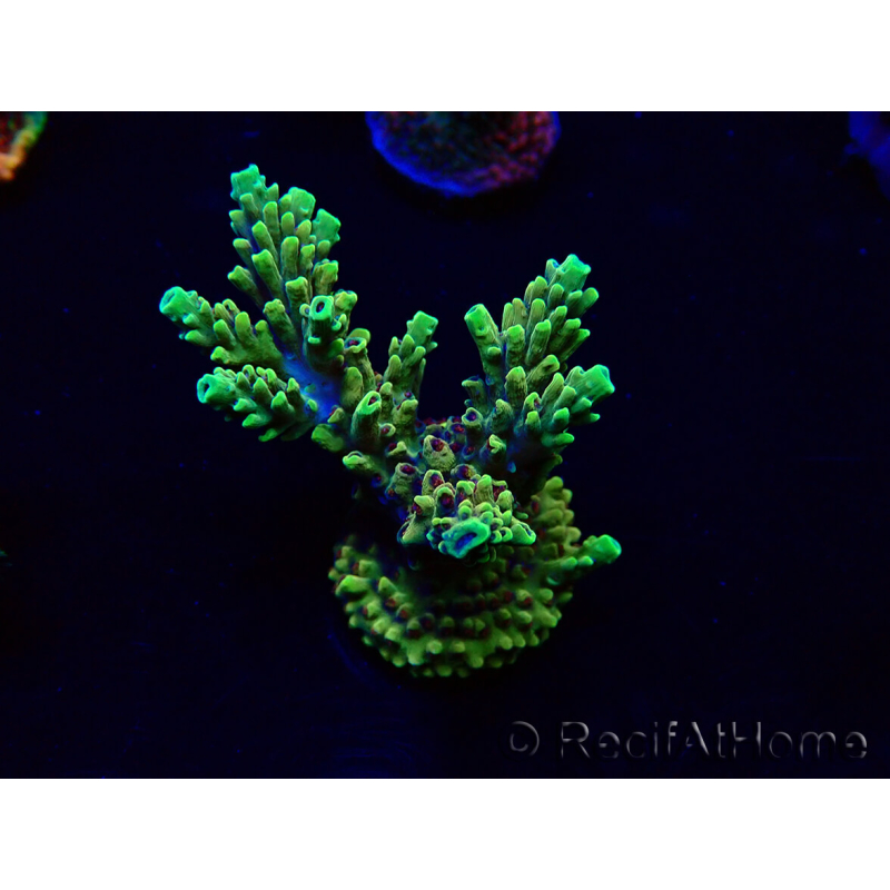 WYSIWYG Acropora 15Q5 Mariculture acclimaté led