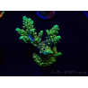 WYSIWYG Acropora 15Q5 Mariculture acclimaté led