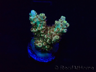 WYSIWYG Acropora Marikultur akklimatisiert LED