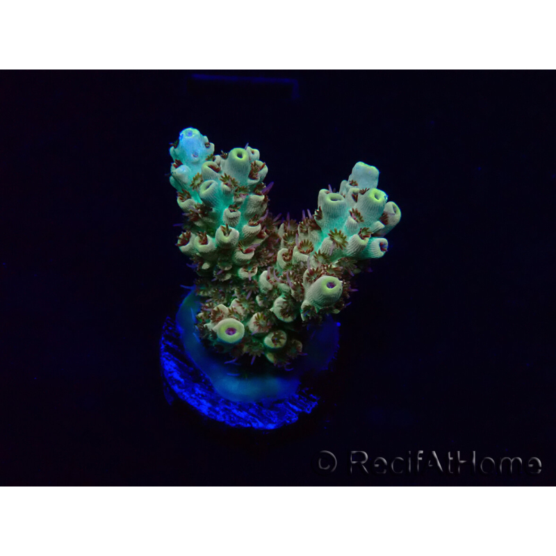 WYSIWYG Acropora 15Q7 Mariculture acclimaté led