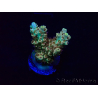 WYSIWYG Acropora 15Q7 Mariculture acclimaté led