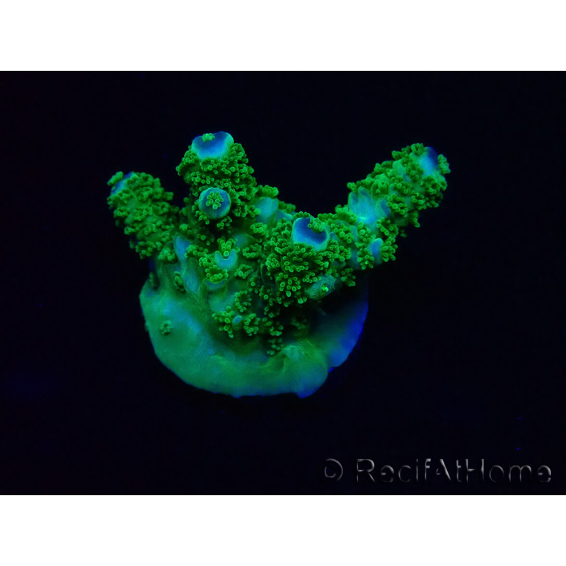 WYSIWYG Acropora 15R3 Mariculture acclimaté led