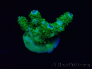 WYSIWYG Acropora Marikultur akklimatisiert LED