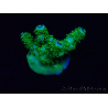 WYSIWYG Acropora 15R3 Mariculture acclimaté led