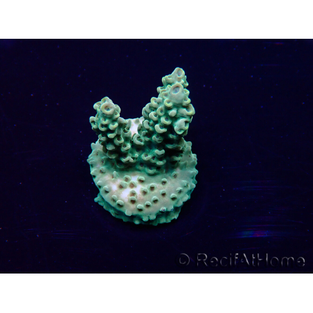 WYSIWYG Acropora 15J4 Mariculture acclimaté led