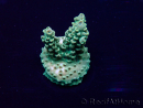 WYSIWYG Acropora 15J4 Mariculture acclimaté led