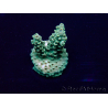 WYSIWYG Acropora 15J4 Mariculture acclimaté led