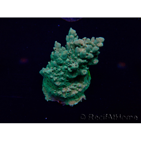WYSIWYG Acropora 15J8 Mariculture acclimaté led