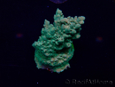 WYSIWYG Acropora 15J8 Mariculture acclimaté led