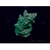 WYSIWYG Acropora 15J8 Mariculture acclimaté led