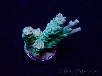 WYSIWYG Acropora 15L11 Mariculture acclimaté led