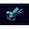 WYSIWYG Acropora 15L11 Mariculture acclimaté led