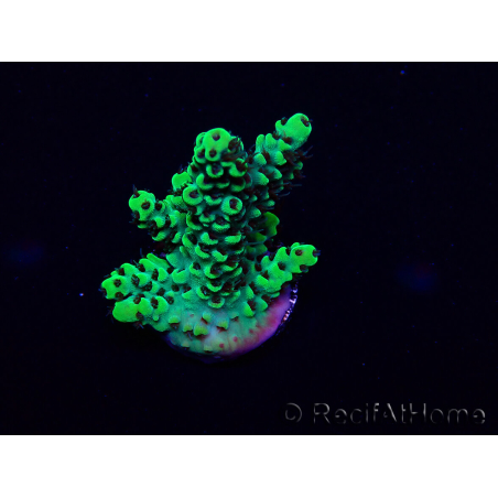 WYSIWYG Acropora 15M3 Mariculture acclimaté led