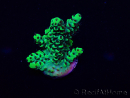 WYSIWYG Acropora 15M3 Mariculture acclimaté led