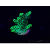 WYSIWYG Acropora 15M3 acclimaté led