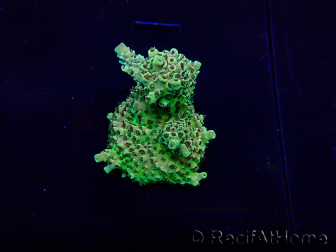 WYSIWYG Acropora 15M9 Australia aclimatado led