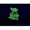 WYSIWYG Acropora 15M9 Australia acclimatato led