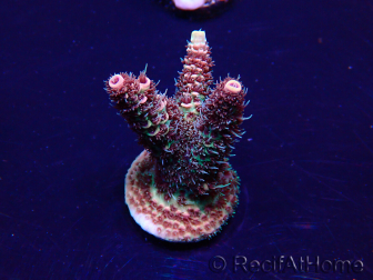 WYSIWYG Acropora 15O6 Marikultur Akklimatisiert LED
