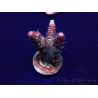 WYSIWYG Acropora 15O6 Mariculture Acclimaté led