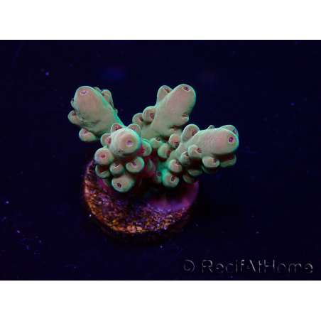 WYSIWYG Acropora Maricoltura acclimatata a LED
