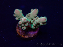 WYSIWYG Acropora Maricoltura acclimatata a LED