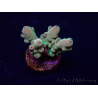 WYSIWYG Acropora Marikultur akklimatisiert LED