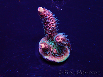 WYSIWYG Acropora millepora 15P2 Mariculture acclimaté led