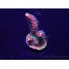 WYSIWYG Acropora millepora 15P2 Mariculture acclimaté led