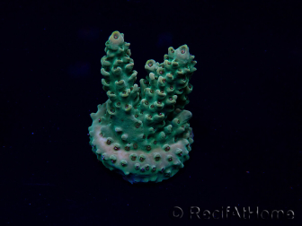 WYSIWYG Acropora 15P6 Mariculture Acclimaté led
