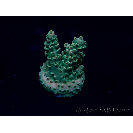 WYSIWYG Acropora 15P6 Mariculture Acclimaté led