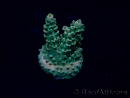 WYSIWYG Acropora 15P6 Mariculture Acclimaté led