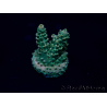 WYSIWYG Acropora 15P6 Mariculture Acclimaté led