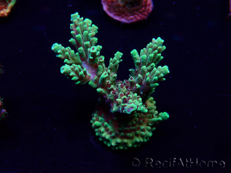 WYSIWYG Acropora Marikultur akklimatisiert LED