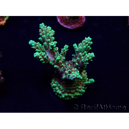 WYSIWYG Acropora Maricoltura acclimatata a LED
