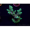 WYSIWYG Acropora 15Q5 Mariculture acclimaté led