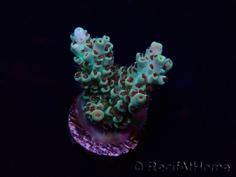 WYSIWYG Acropora 15Q7 Mariculture acclimaté led