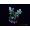 WYSIWYG Acropora 15Q7 Mariculture acclimaté led