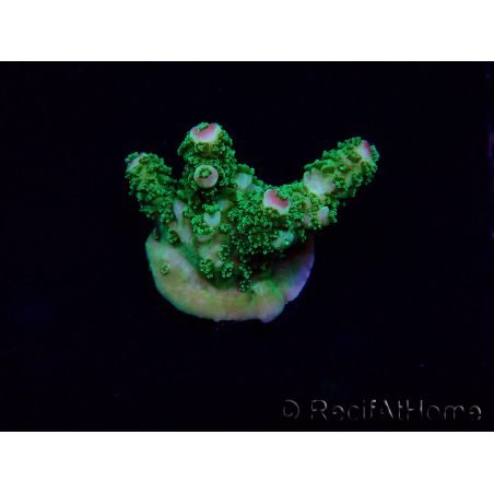 WYSIWYG Acropora Maricoltura acclimatata a LED