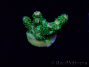WYSIWYG Acropora Marikultur akklimatisiert LED