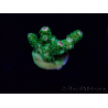 WYSIWYG Acropora 15R3 Mariculture acclimaté led