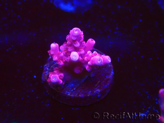 WYSIWYG RAH Acropora ballerina 5C8