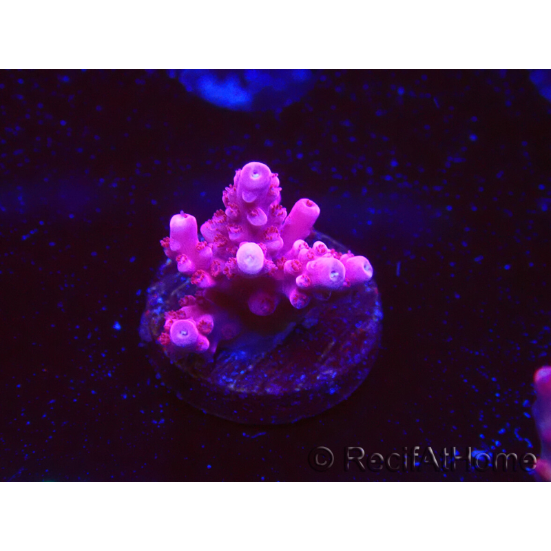 WYSIWYG RAH Acropora ballerina 5