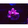 WYSIWYG RAH Acropora ballerina 5C8