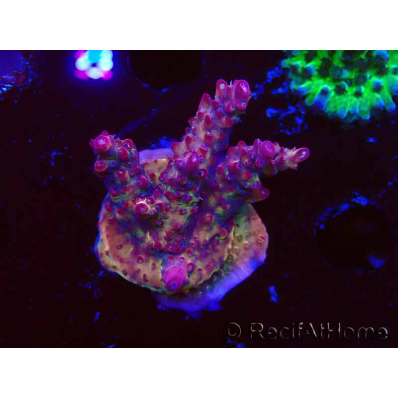 WYSIWYG LR Acropora Gold Dust 5D10