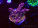 WYSIWYG LR Acropora Gold Dust