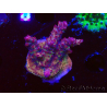 WYSIWYG LR Acropora Gold Dust 5D10