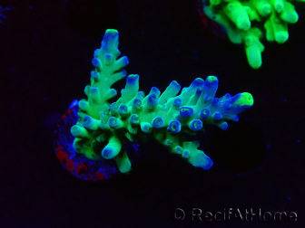 WYSIWYG LR Acropora austera Yellow Tips 5F8