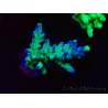 WYSIWYG LR Acropora austera Yellow Tips 5F8