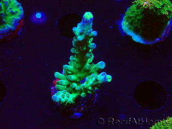 WYSIWYG RAH Acropora Rose Gold 5Q4