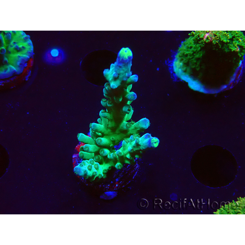 WYSIWYG LR Acropora austera Yellow Tips 5F9